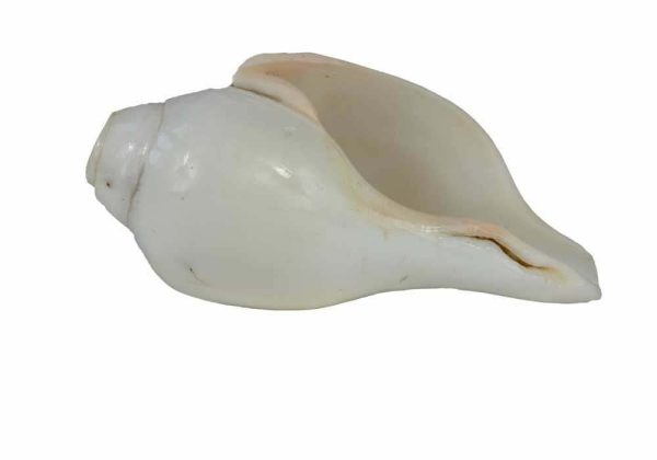 shankha-front-face.jpg