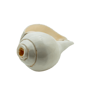 Shankha Blowing Conch Shell for Puja and Meditation